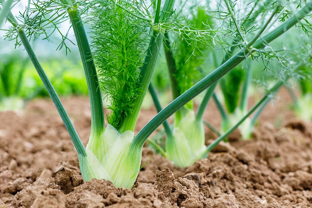 Das-naehrstoffreiche-Sommergemuese-Fenchel-waechst-am-Feld